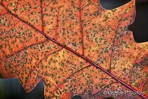 Autumn Leaf_26071.jpg - Photographed at Merrickville, Ontario, Canada.